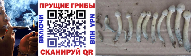 Псилоцибиновые грибы Psilocybe  Купить закладки  Каменка 